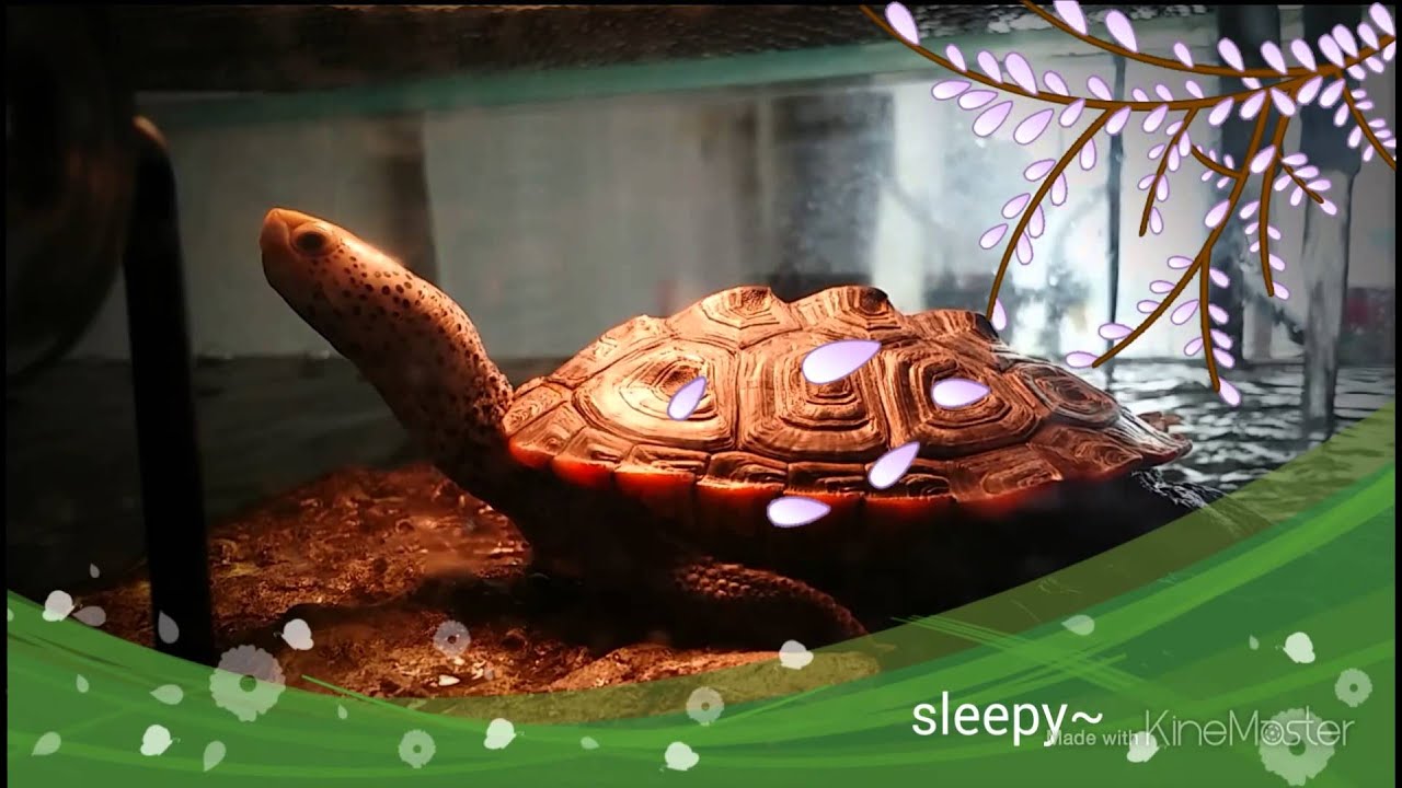 terrapin row DBT : Toto