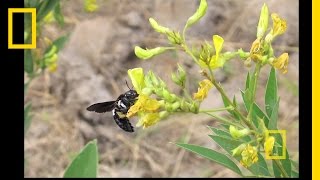 People, Plants and Pollinators | Nat Geo Live