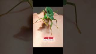 What does a praying mantis use to wipe its eyes?