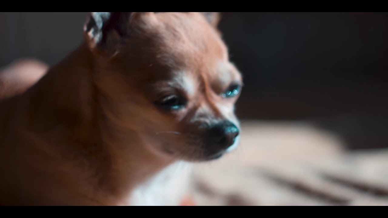 Chihuahua Dog Slowly Closing EyesRoyalty Free Stock Video YouTube