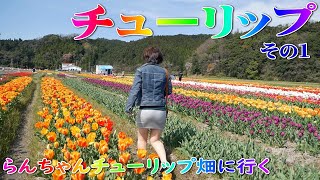 らんちゃんチューリップ畑に行く/安来市伯太町のチューリップ祭にきてみた/その1【編集版】