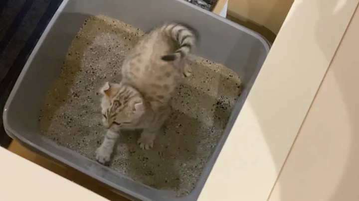 Video 1324911: highland lynx kitten, lynx kitten playing, funny lynx, kittens litter