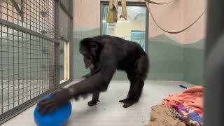 Willy B's Enrichment Criteria