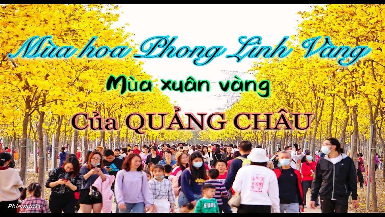 DU LỊCH TRUNG QUỐC: Vườn hoa PHONG LINH VÀNG, mùa xuân... - youtube