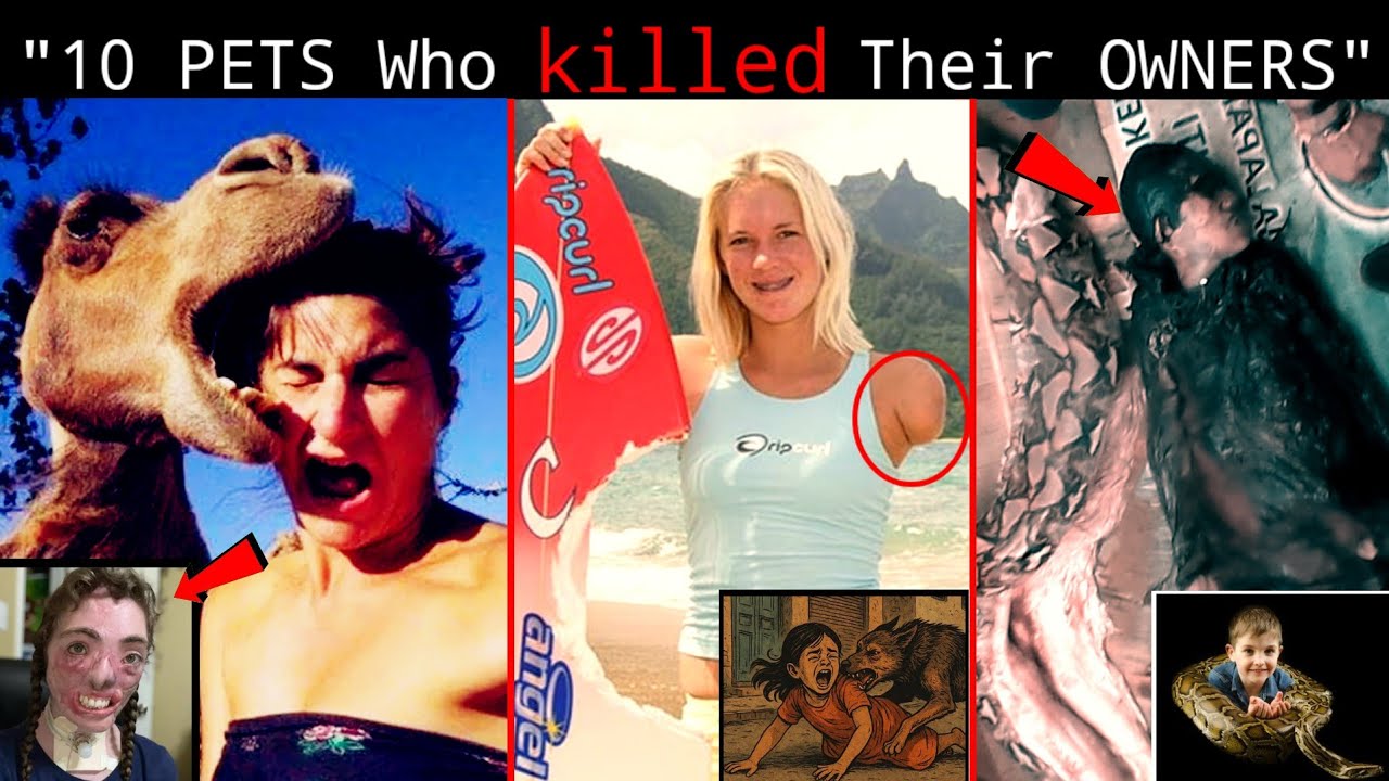 They Thought the Animals Were Safe… They Were Wrong | Real Animal Attacks