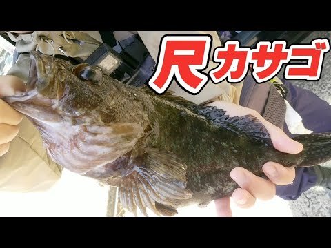 【穴釣り】巨大カサゴ32.5cmが浅瀬で釣れた！