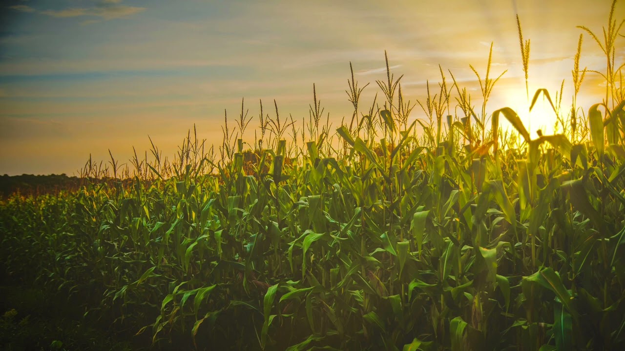 Los Peb Mloog Dab Lub Neej | Hmong Ghost Story