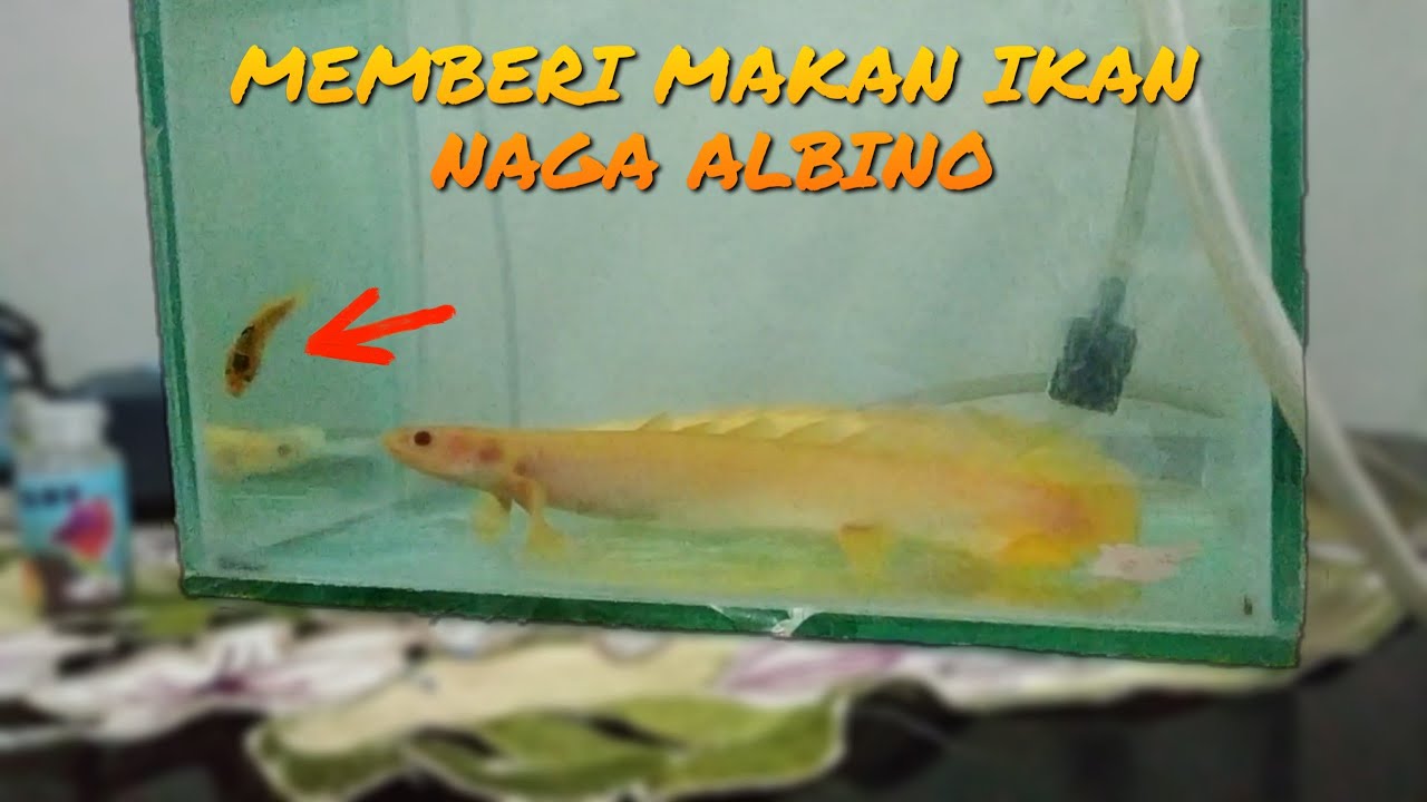 MEMBERI MAKAN IKAN NAGA ALBINO 