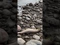 Trout fishing. Рыбалка на форель в Кыргызстане.