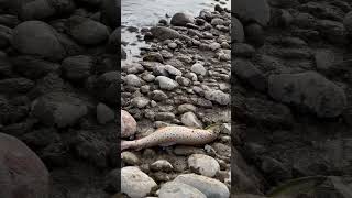 Trout fishing. Рыбалка на форель в Кыргызстане.