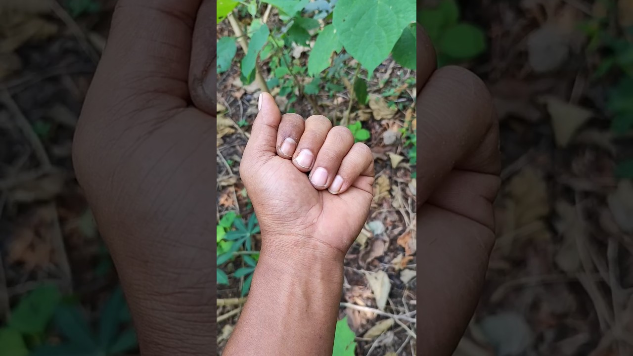 SUPER ORANGE BEETLE WITH BLACK SPOTS 