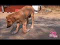 Rescue of the adorable dog with a crushed front leg  multiple fractures