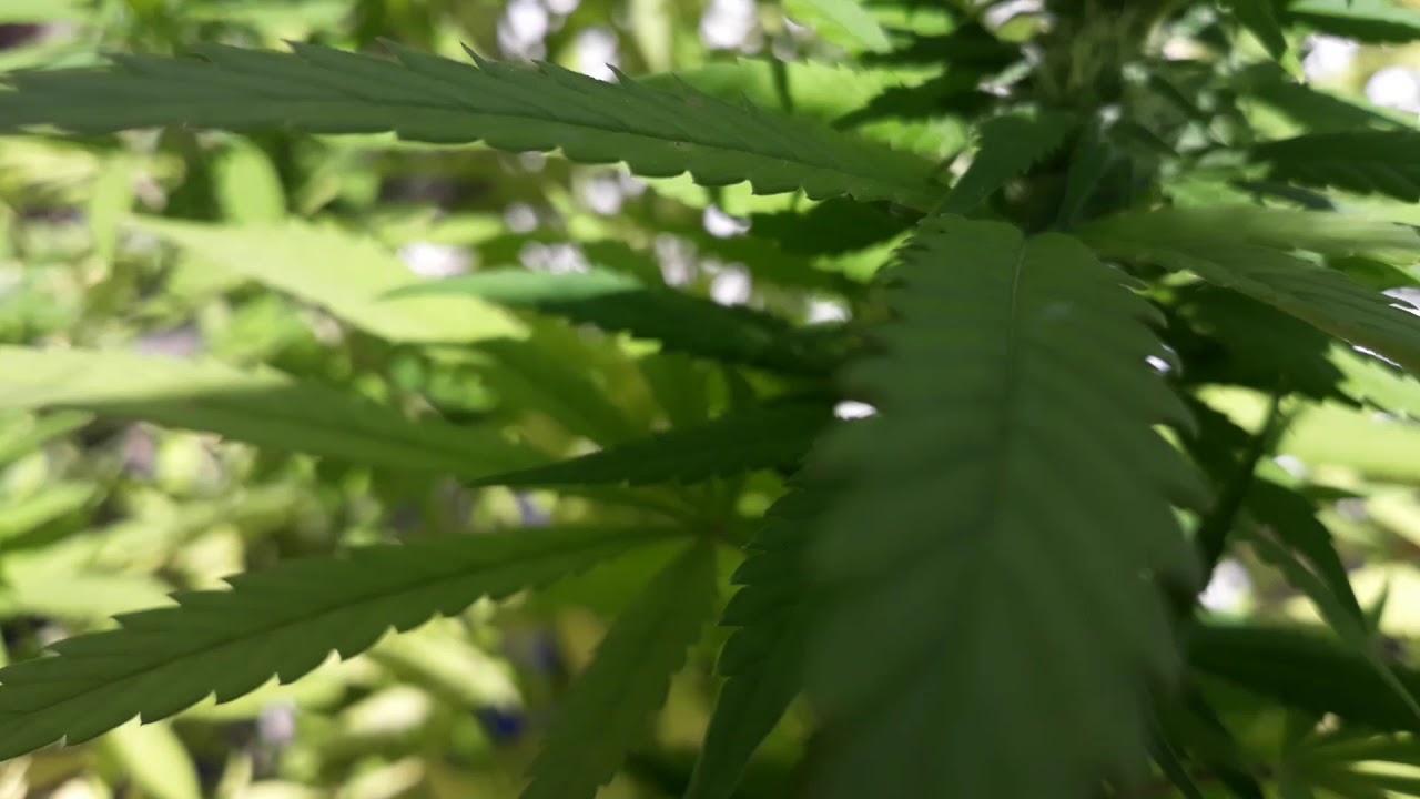 Master Kush buitenkweek