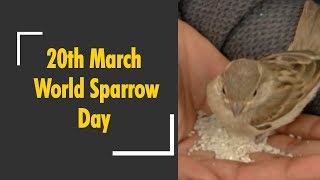 It's World Sparrow Day: Know why it is celebrated on March 20