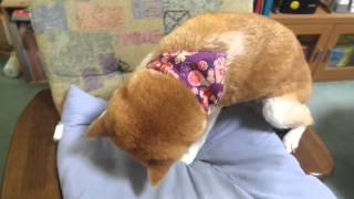 クッションの下に何が？