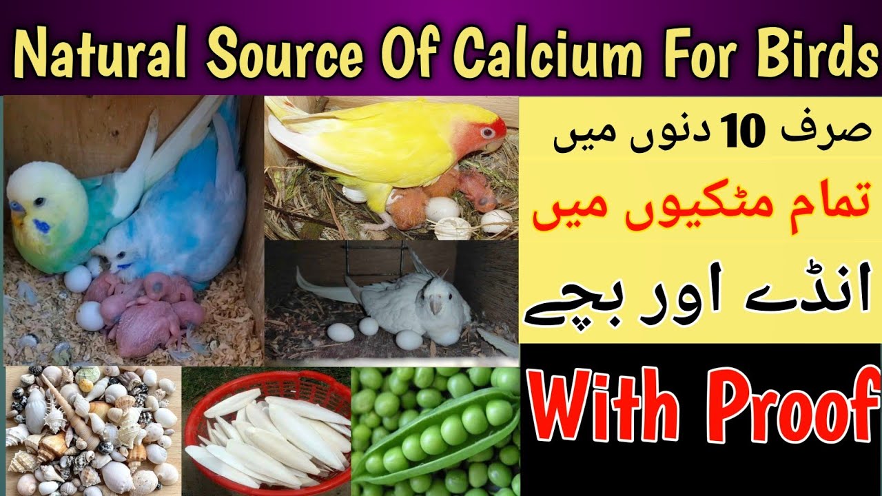 Natural Calcium Source For Birds l Birds ke Calcium Ki Kami Kase Puri Kren l Birds Breeding Progress
