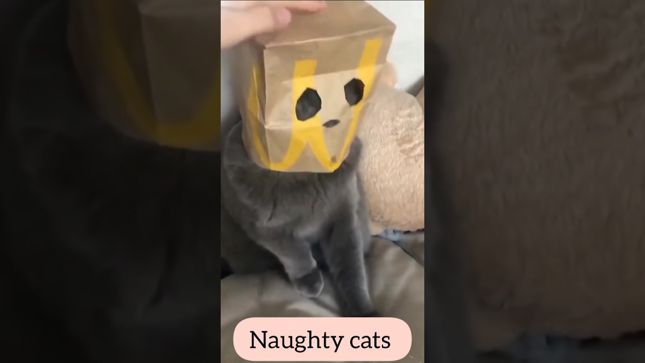 Naughty Cats Naughty 😺 | Funny & Cute Cat Moments