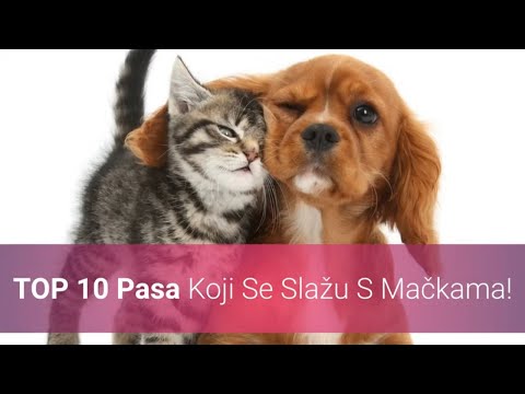 Video: 10 pasmina koje su zapravo više poput mačaka