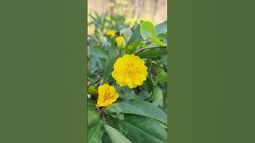 Ngắm cúc thọ hương một giống mai hoa đẹp