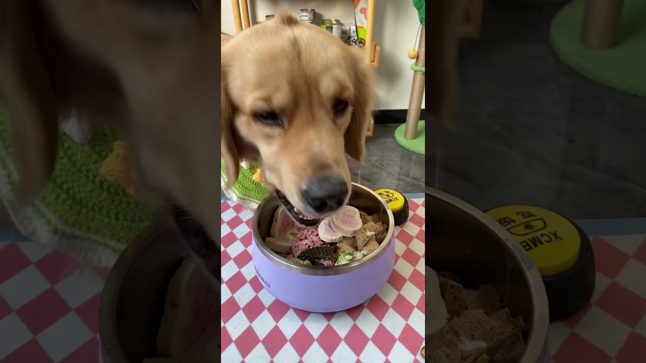The Pans Are Full Golden Retriever Dog Eating Food Distribution Pet Dry