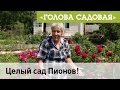 Голова садовая - Поговорим о Пионах