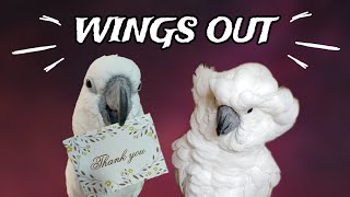 Buster and Onni The Cockatoo GO LIVE!  // Podcast Part 2