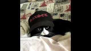 Fly-day Chinatown // speed up