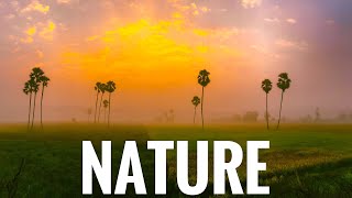 Photography : Nature Whatsapp Status | Nature Sounds | Birds Nature Whatsapp Status | Birds Sounds