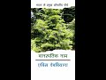 तालिसपत्र
