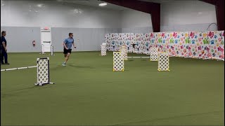Nitro, AKC Agility; Master Jumps with Weaves (JWW) Q59 (QQ)