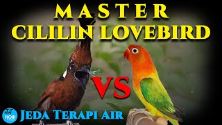 MASTER Cililin Lovebird Jeda Terapi Air