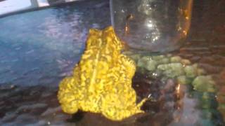 Toad and Firefly