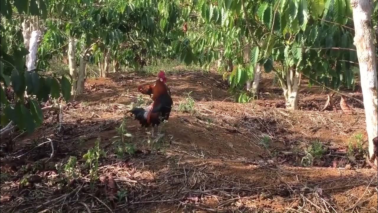 Trap of wild chickens met with cowardice and the end of patience YouTube