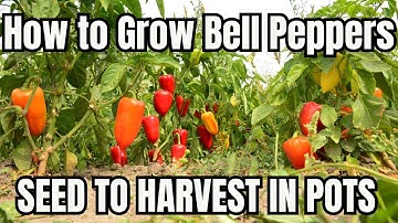 How to Grow Bell Peppers from Seed in Containers Easy Planting Guide
