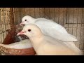 Cómo distinguir a las palomas de hembras o machos🕊🕊￼