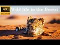 Capture de la vidéo Film 4K Predatory Killer In Arid Africa. Relaxing Soft Piano Music