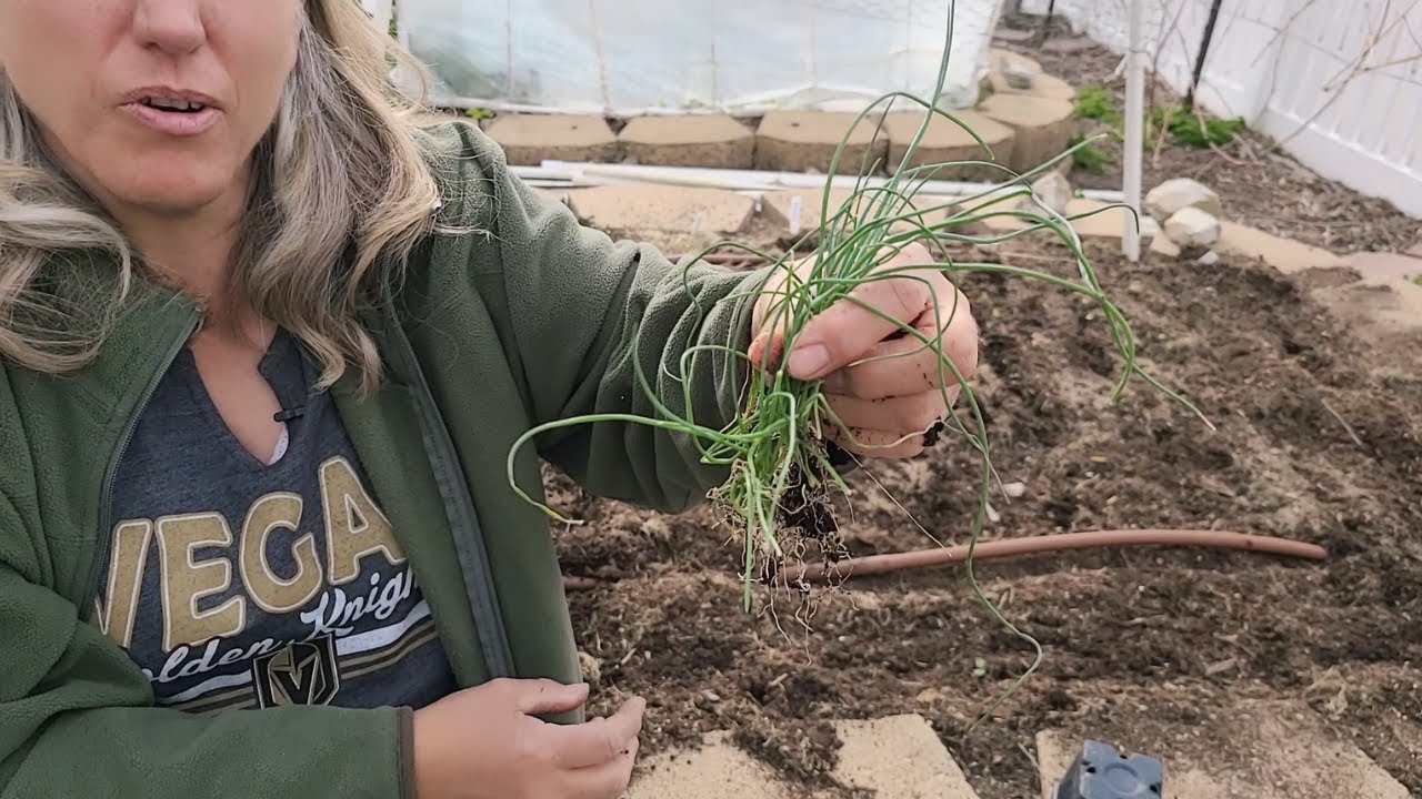 It s Finally Time To Plant Onions In Zone 6 YouTube It s Finally Time To Plant Onions In Zone 6 YouTube
