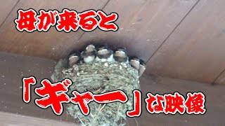 一斉に吠えるツバメ六兄弟がかわえぇ。。。(≧∇≦)(≧∇≦)(≧∇≦)(≧∇≦)(≧∇≦)(≧∇≦)