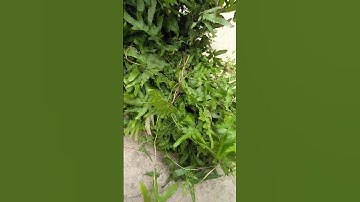 tác dụng của dây bòng bong còn gọi là Hải kim sa thanh nhiệt giải độc, hỗ trợ điều trị sỏi tiết niệu