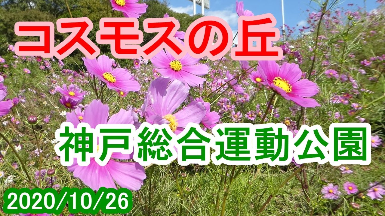 コスモスが見頃 神戸総合運動公園 10 26 Youtube コスモスが見頃 神戸総合運動公園 10 26 Youtube