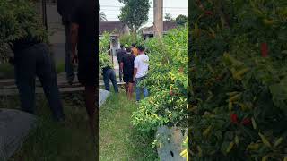 Semoga para petani bisa berfikir jernih
