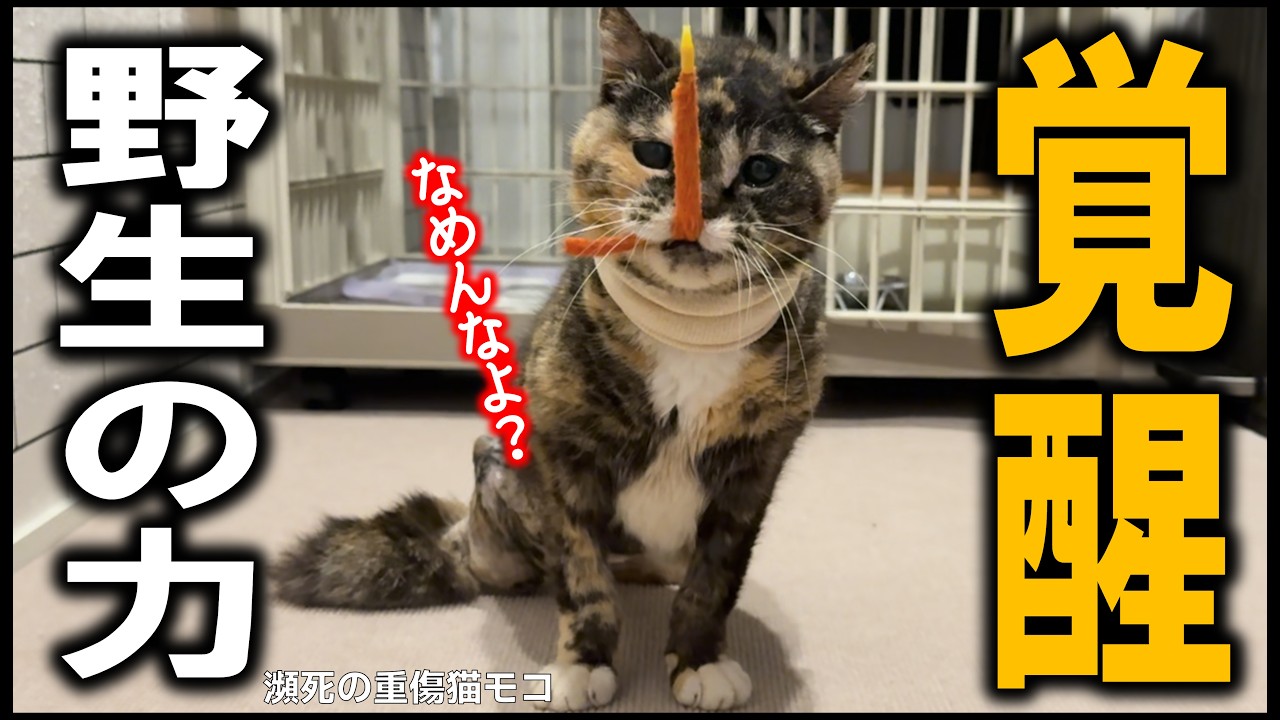 A near-death injured cat awakens its inner hunter! Its movements