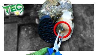 EXTRACTING SHARP OBJECT in cow's foot | TEC TV