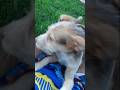 Mano Bob #dog dog