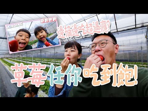 【鳥寶玩九州EP3】日本的草莓Buffet開箱，直接把草莓當正餐吃！每顆都超甜超幸福，鳥寶寶最後吃到肚子痛？