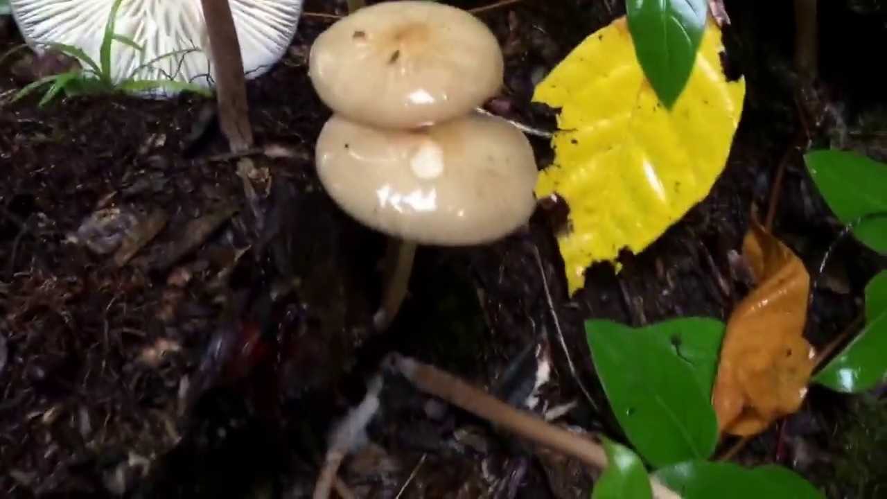 medicinal mushrooms as a source of antitumor and immunomodulating polysaccharides Fawn mushroom