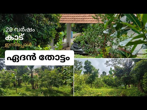 Nadan Krishi 20 เดตเตผเดทเด เดเดพเดเต เดเดจเตเดจเต เดเดฆเตป เดคเตเดเตเดเด Exotic Fruits Kerala Village Organic Farm #krishithottam