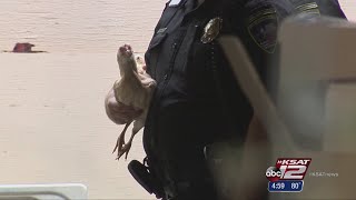 Investigators uncover evidence of possible SW Side cockfighting ring