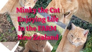 The Habit of Cat and lifestyle in the Farm Garden #farmlife #cat
