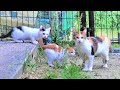 母猫に呼び出されて素直について行く２匹の子猫😺